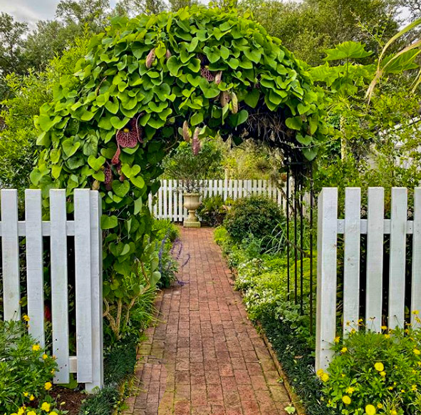 A path leading through a green lush arch at Leu Gardens in Orlando