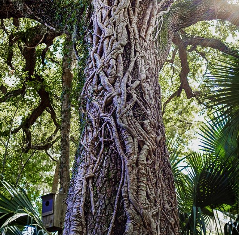 A tree with veins running from its trunk up to its branches