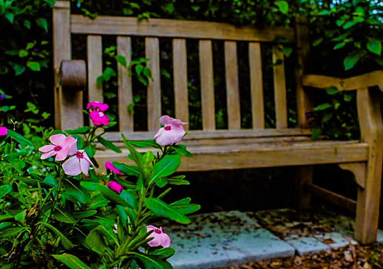 A bench next to pink flowers 