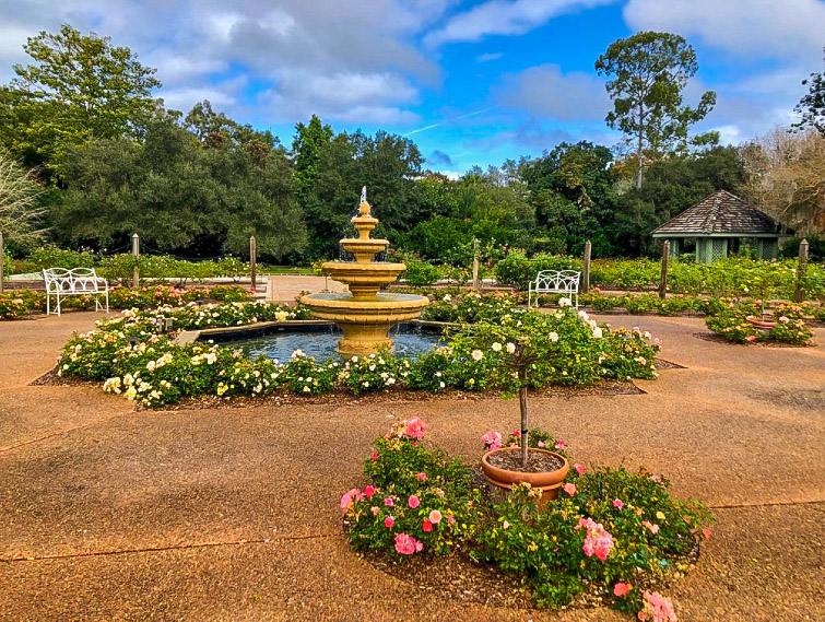 Leu Gardens Fountain surrounded by white and pink roses
